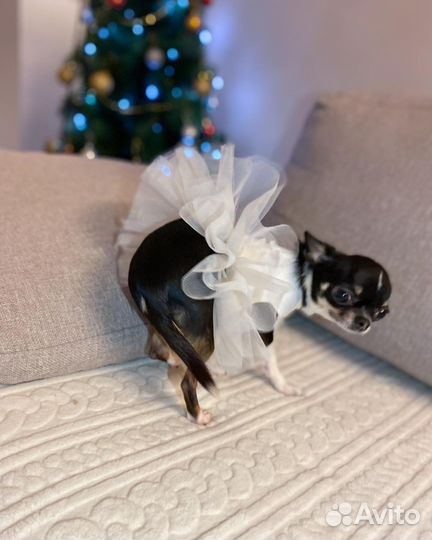 Наряд для маленькой собачки