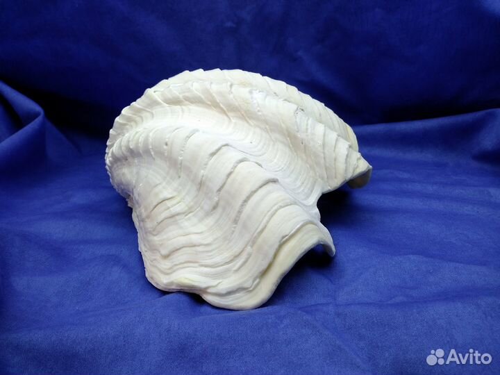 Морская ракушка раковина 34,8*20,3*10 половина
