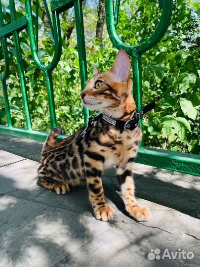 Бенгальская девочка