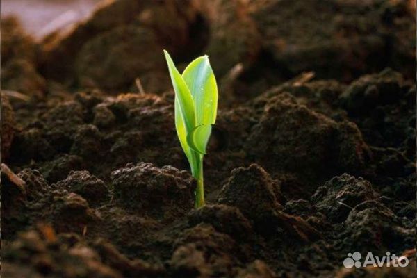 Почвогрунт