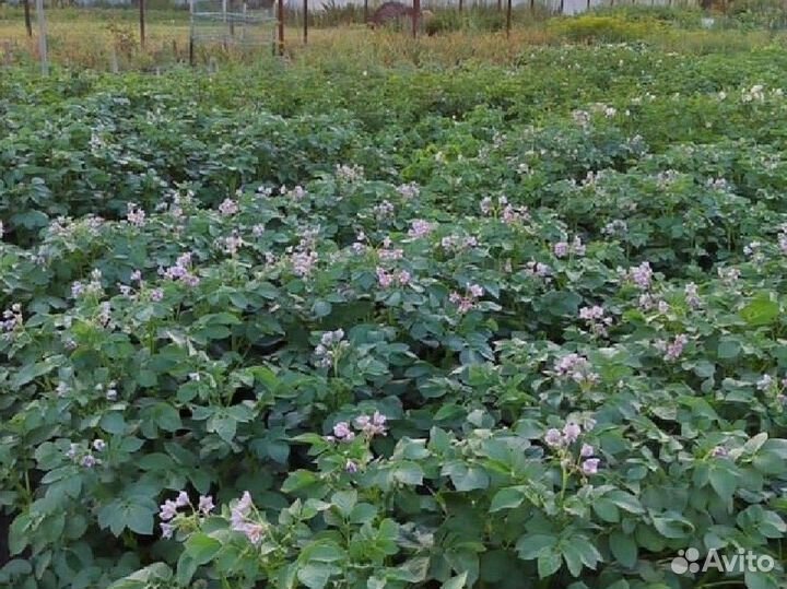 15 сортов семенного картофеля, зелень чеснока