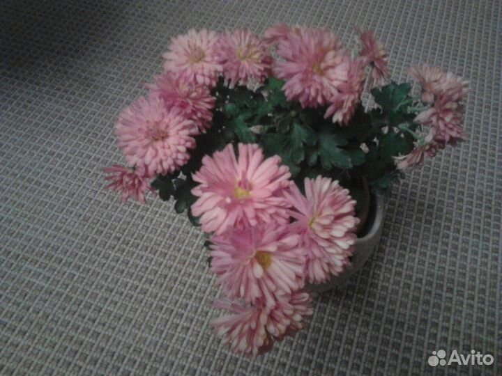 Продам комнатные цветы