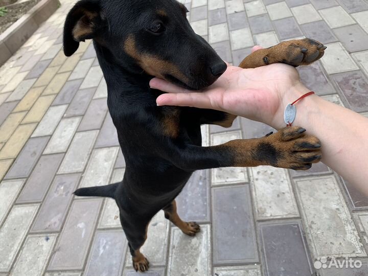 Немецкий ягдтерьер