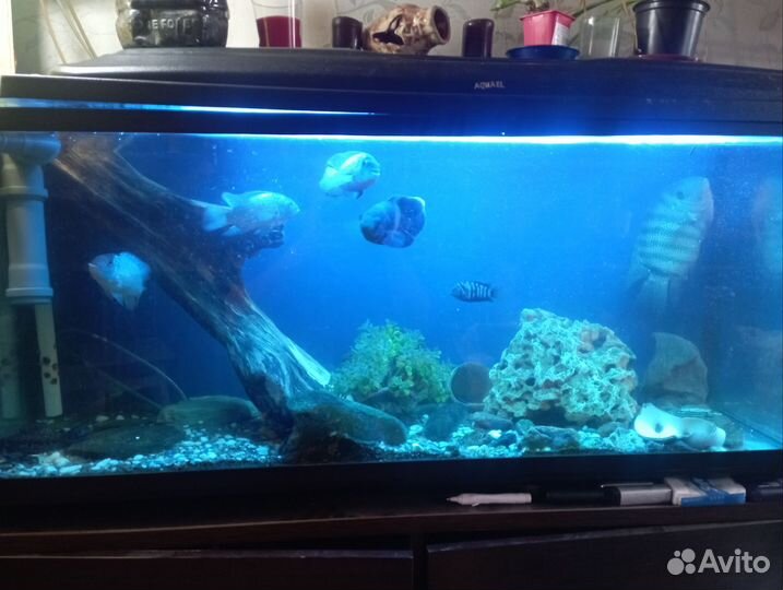 Аквариумы
