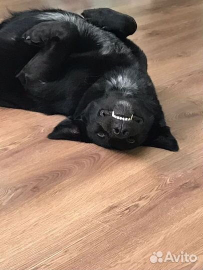 Отдам в добрые руки