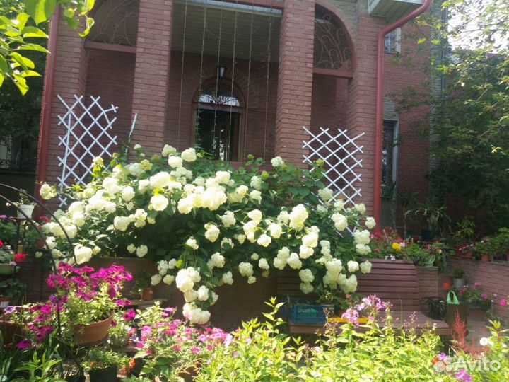 Гортензия и другие растения