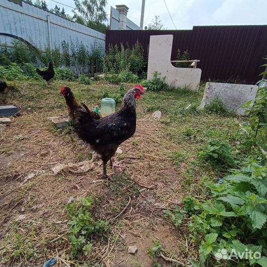 Куры петухи моран