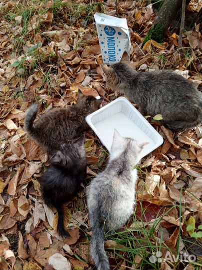 Котята в добрые руки бесплатно