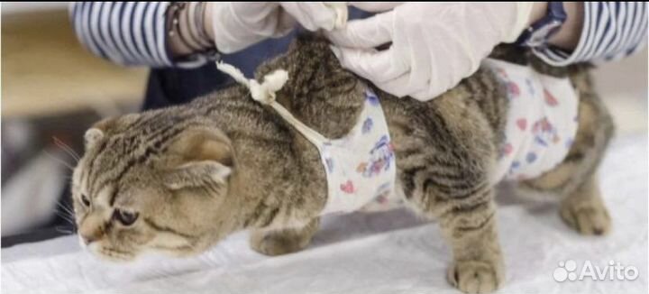 Стерилизация кошек / Кастрация котов