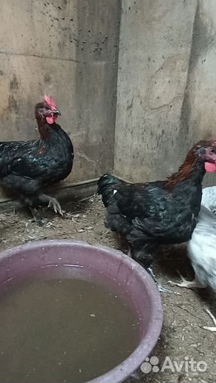 Породные петухи