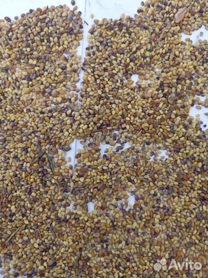 Семена люцерны