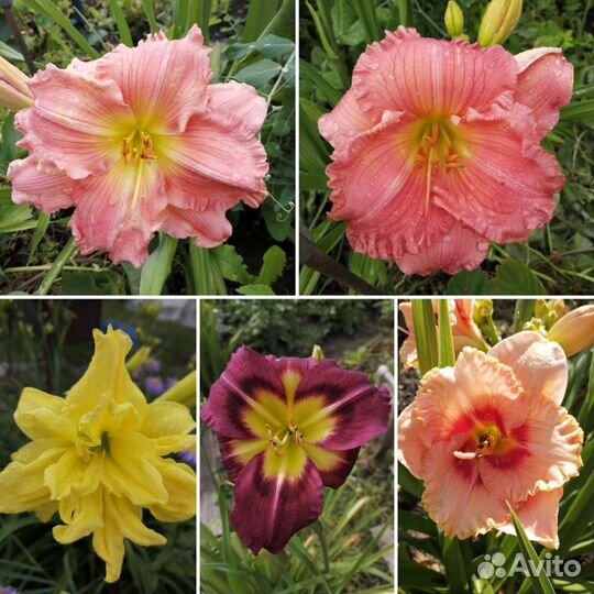 Лилейники сортовые