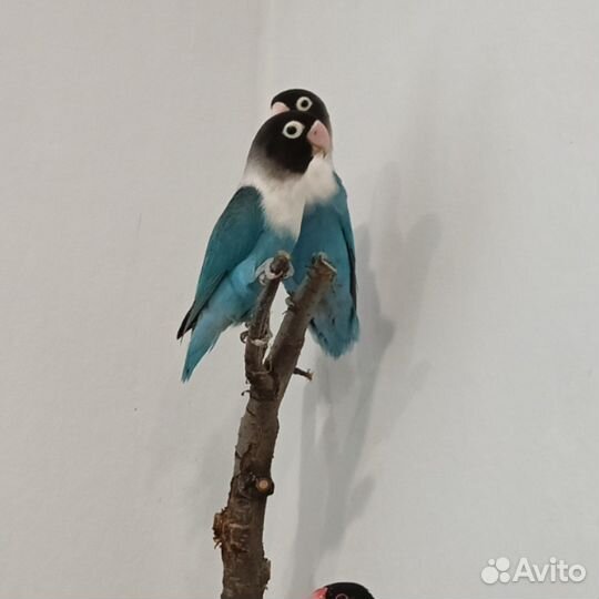 Масковые неразлучники