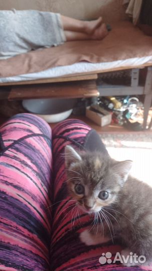 Кошка в дар бесплатно