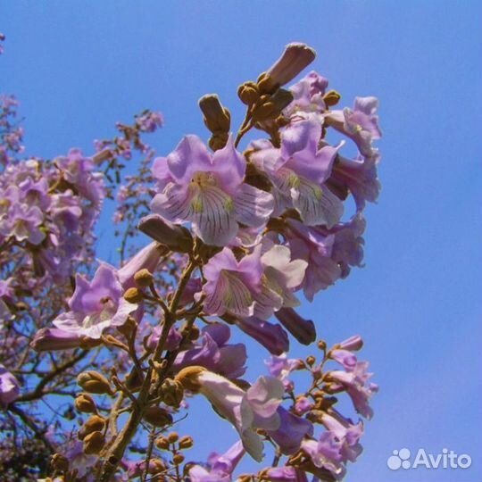 Саженцы Павловнии
