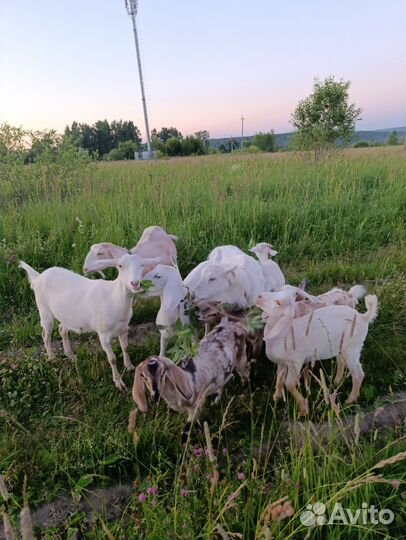 Козы (целая семья)