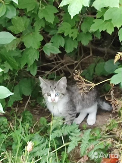 Кошка в дар бесплатно