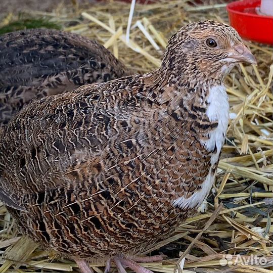 Перепела живые продажа