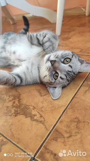 Котик на вязку