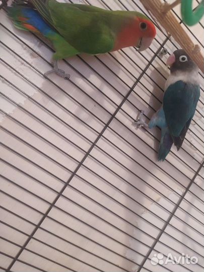 Неразлучники