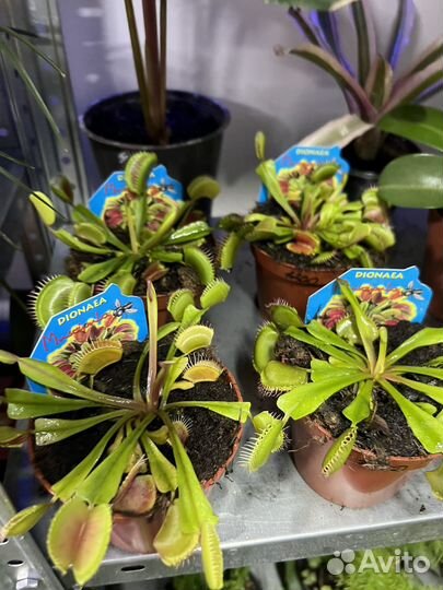 Дионея Венерина мухоловка