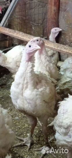 Индюки цыплята