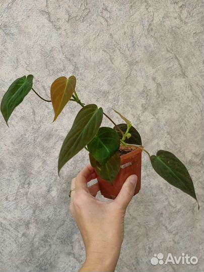 Филодендрон