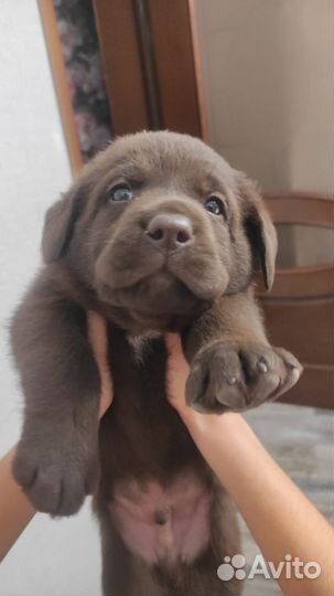 Собаки щенки лабрадор