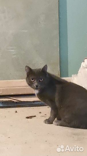 Забракован, но не сломлен