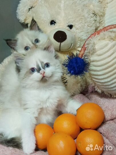 Чудо девочки рэгдолл