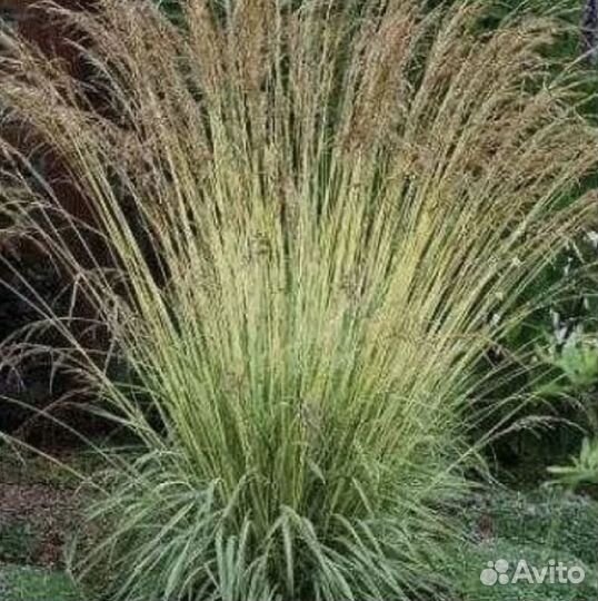 Декоративные злаки