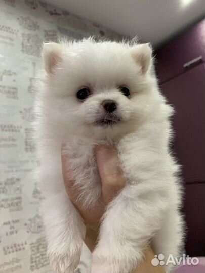 Щенки шпица