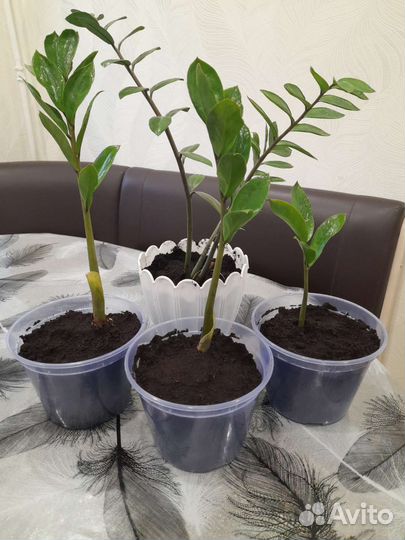 Замиокулькас