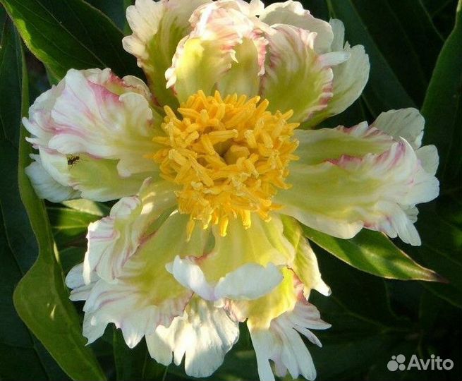 Пионы саженцы корни