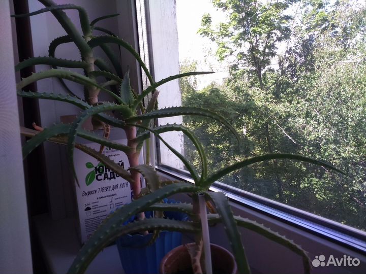 Столетник Алоэ 2, 4 года, 6 и есть 10 лет