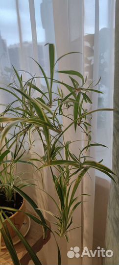 Хлорофитум