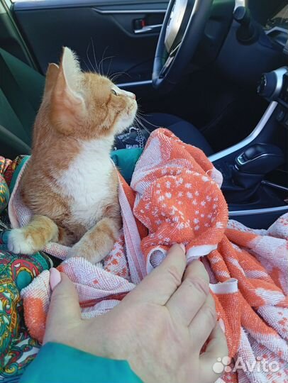 Кошка в дар