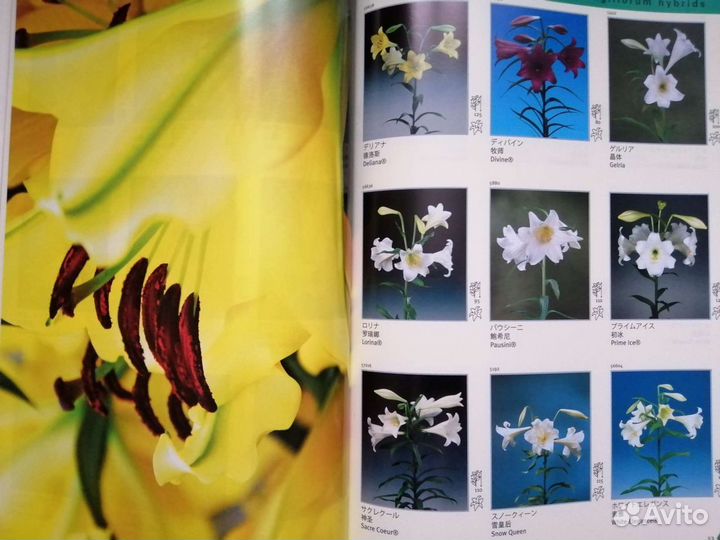 Каталог лилий