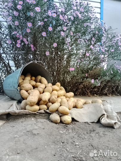 Домашний картофель