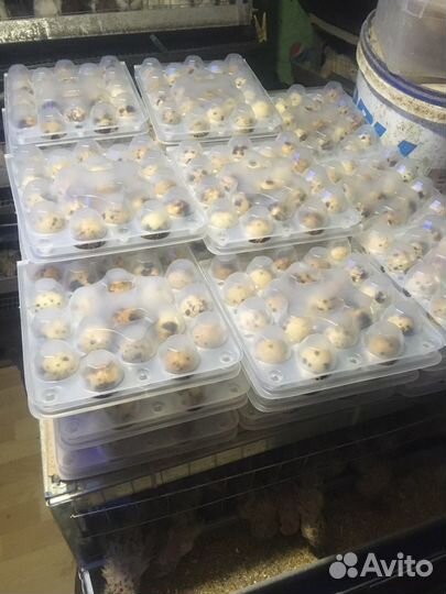 Инкубационное яйцо перепелов