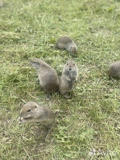 Экскурсии из Пятигорска, Кисловодска