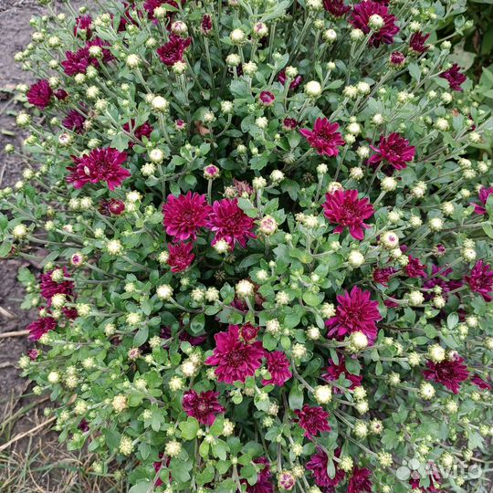 Хризантемы мультифлора укоренённые черенки