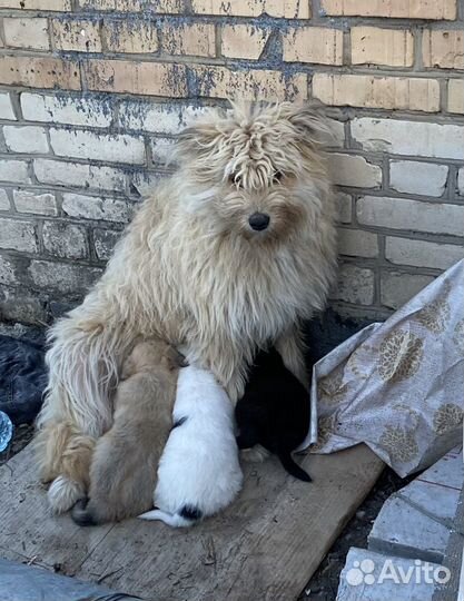 Щенок в добрые руки бесплатно