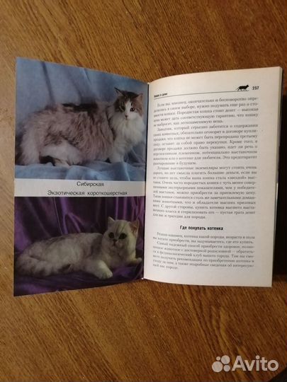 Все о кошке