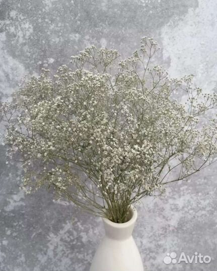 Кермек, краспедия и другие натуральные сухоцветы