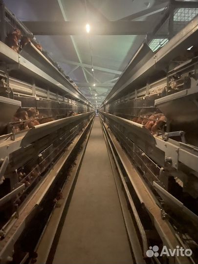 Оборудование для птицыфабрик