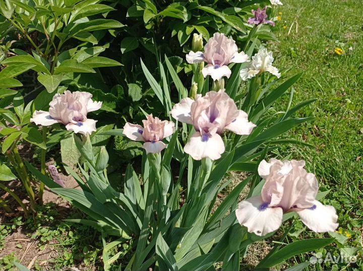 Ирисы карликовые продаю