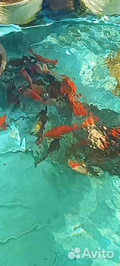 Прудовая рыба