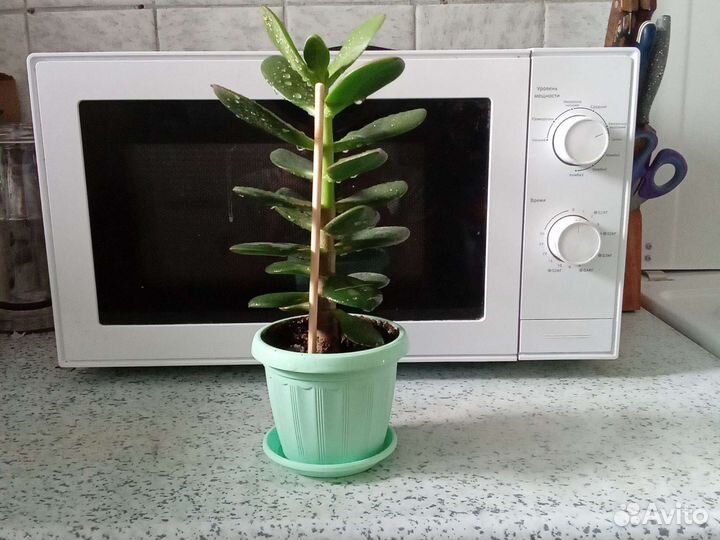 Толстянка денежное дерево