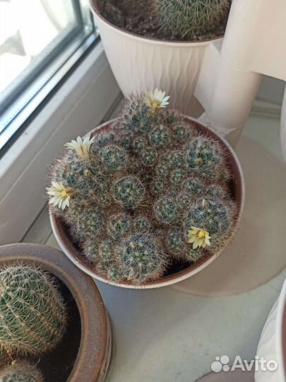 Кактусы и суккуленты